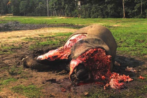2.-Turkalo-2008-dead-elephant-1med