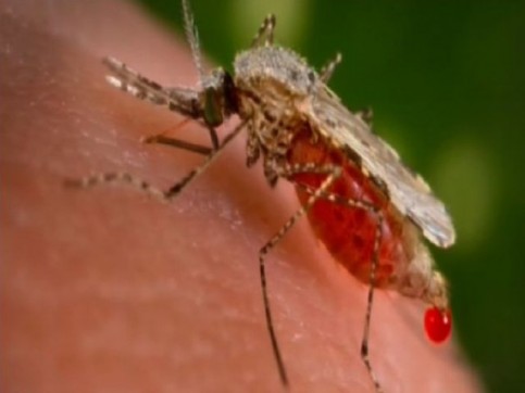 7149-moustique_sang-c0c370d7