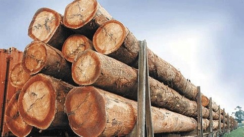 © Arias danger Aimée/Gabonreview.com Des grumes d'oukoumé, la matière première du contreplaqué, transportés par train au Gabon