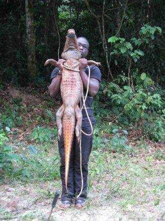 Ces crocodiles vivent dans des caves depuis 3.000 ans. - OLIVIER TESTA / AFP