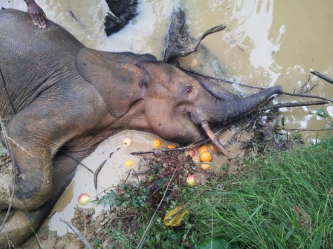 elephant_conservation-justice_gabon