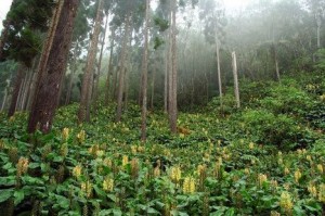Forêt Gabon