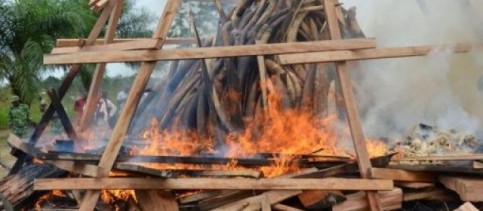 Les autorités gabonaises ont brûlé mercredi cinq tonnes d'ivoire, une première en Afrique centrale, comptant ainsi envoyer un "message fort" aux braconniers et trafiquants dans la sous-région, et à la communauté internationale. | Wils Yanick Maniengui