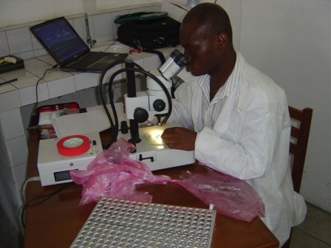 Etude épidémiologique du chikungunya et de la dengue au Gabon - CIRMF