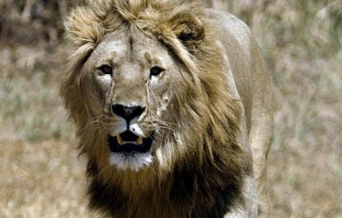 A peine 250 lions adultes vivent encore dans toute l'Afrique de l'ouest, ce qui fait peser de lourdes craintes quant à la survie de leur espèce, a indiqué à l'AFP un cadre de l'ONG Panthera, en charge de leur comptage. - Alexander Joe AFP