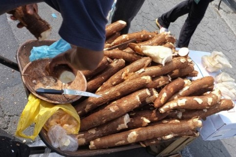 manioc1