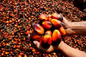 palmier-a-huile-libreville