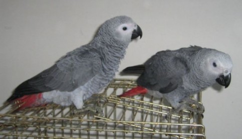 perroquet-gris-du-gabon