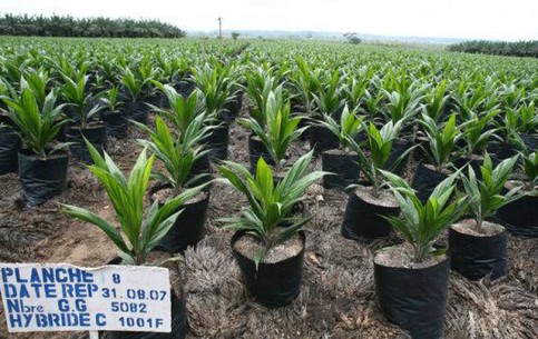 plantation-d-huile-de-palme-
