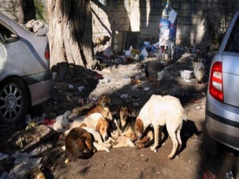 une-fillette-de-deux-ans-mordue-par-un-chien-errant