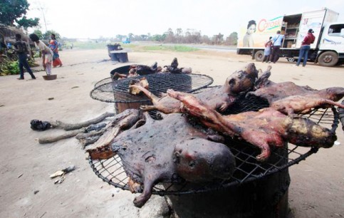 viande-gibier-ebola-gabon